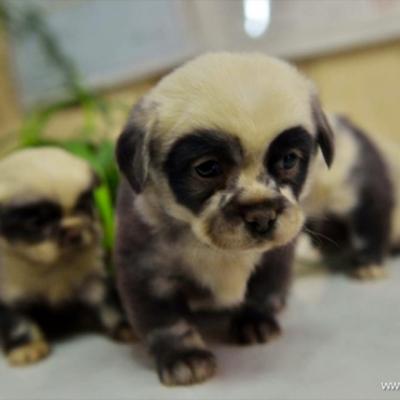 chiot chien panda 1