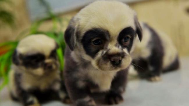 Une nouvelle race: chien panda