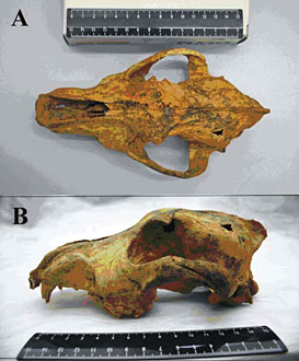 chien-siberie-33000-ans.jpg