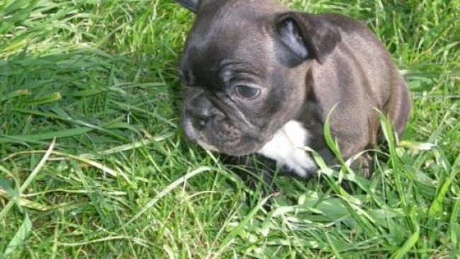 l'alimentation du chiot