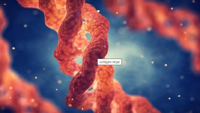 Les bienfaits du collagène naturel pour les chiens