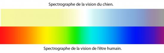 comparaison-du-spectre-de-vision.jpg