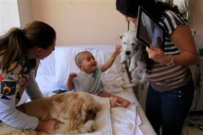 Des chiens redonnent le sourire à des enfants malades