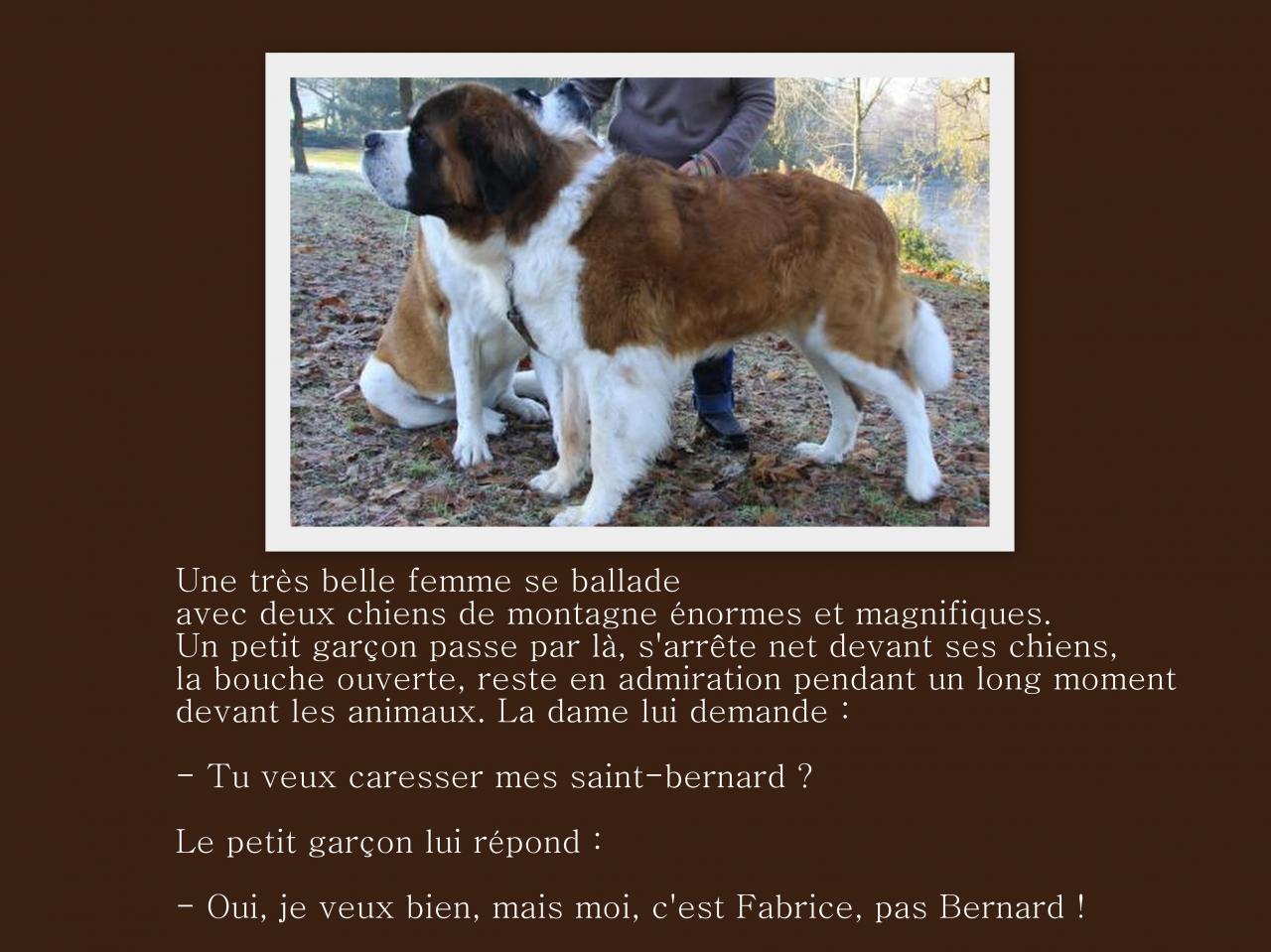 Une très belle femme et ses....Saint-Bernad