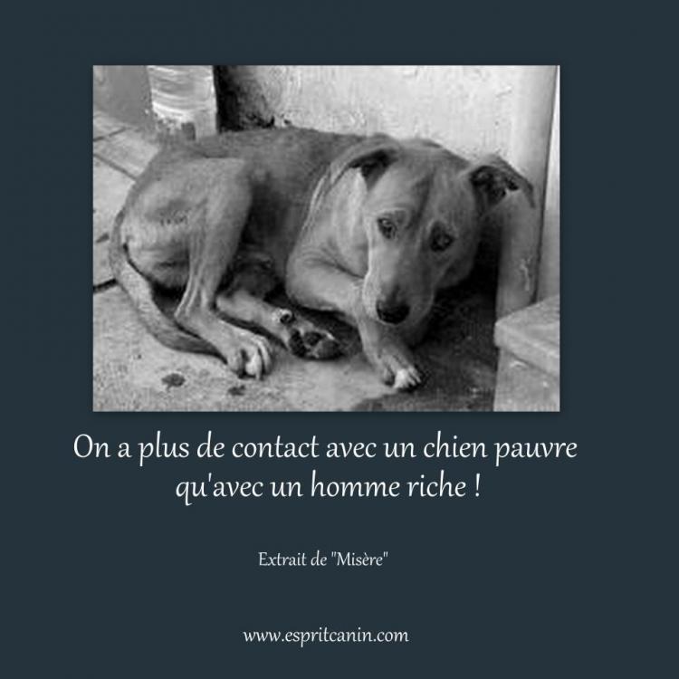 Citations Qui Ont Du Chien