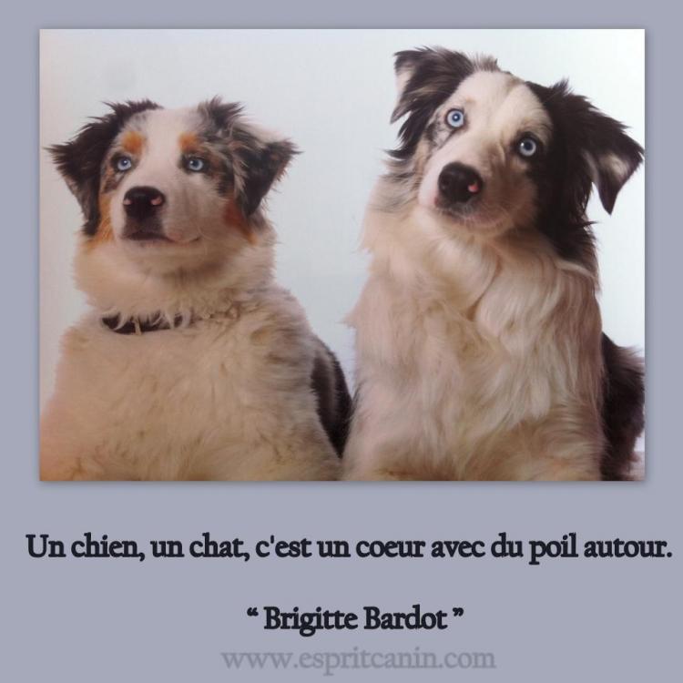 Citations Qui Ont Du Chien