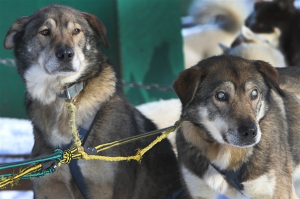 Gonzo, le chien de traîneau aveugle