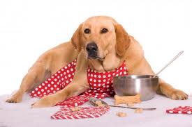 Quel type d'alimentation choisir pour votre chien ?