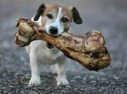 L'alimentation du chat et du chien : les 7 erreurs à ne pas faire