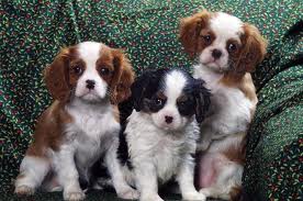 Race, Cavalier King Charles