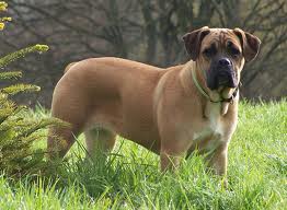 Origines italiennes du Cane Corso