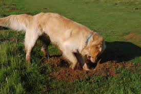 Votre chien fait des trous dans le jardin