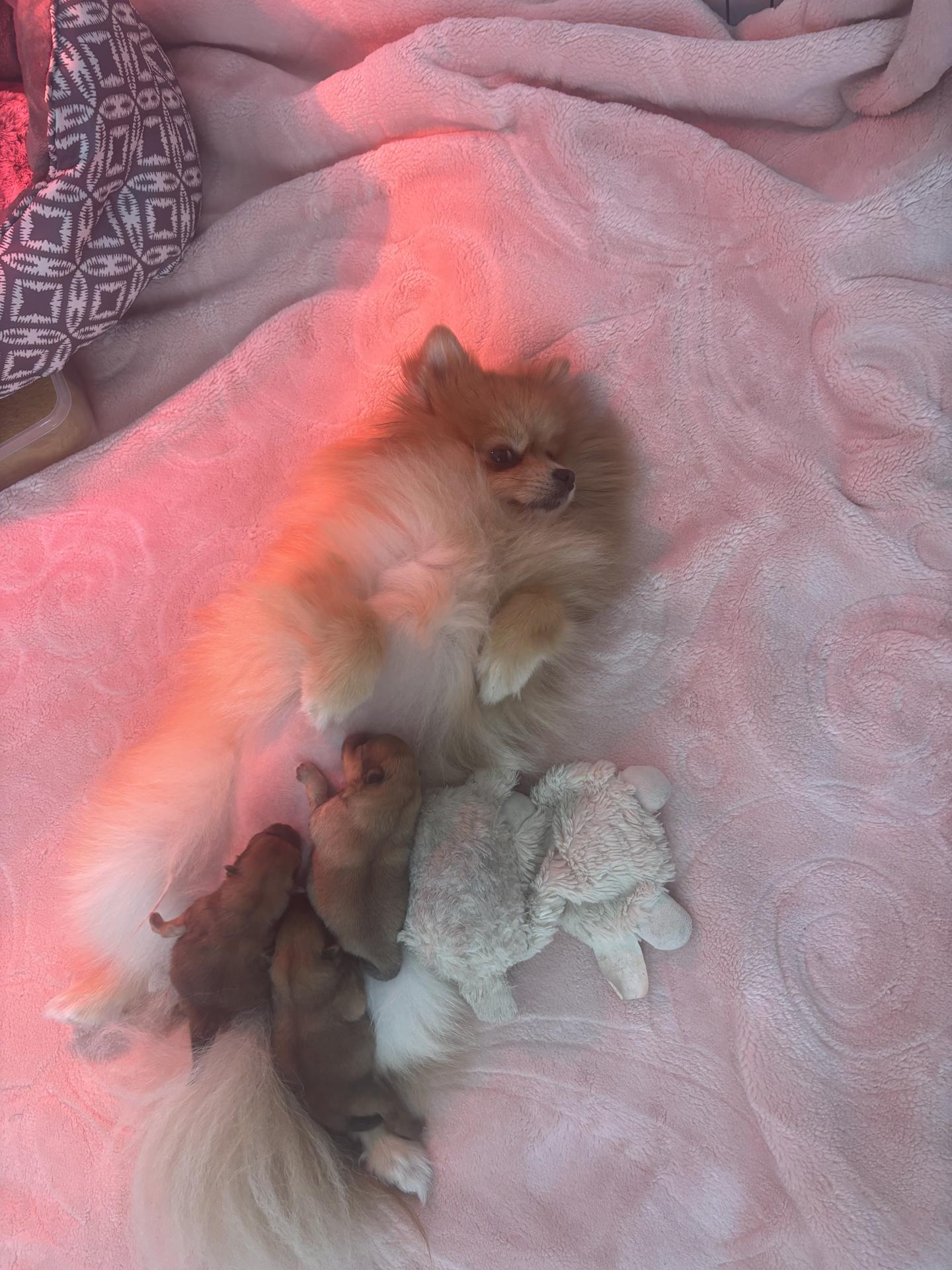 Nala et ses bébés esprit canin