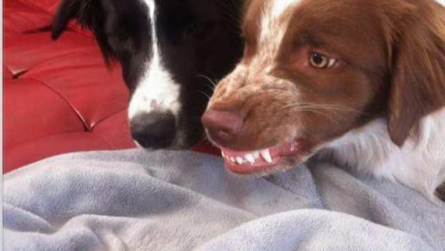 Le grognement: être à l'écoute de son chien, comment agir ?