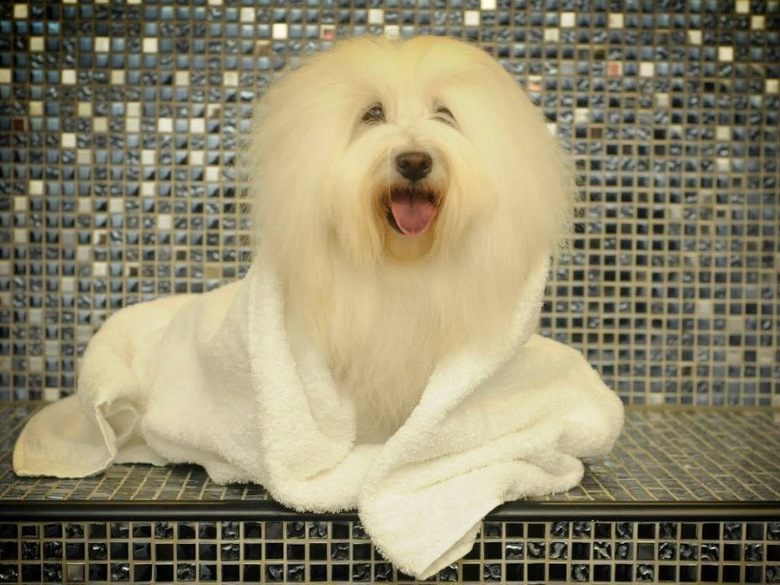 Le SPA canin le plus luxueux au monde