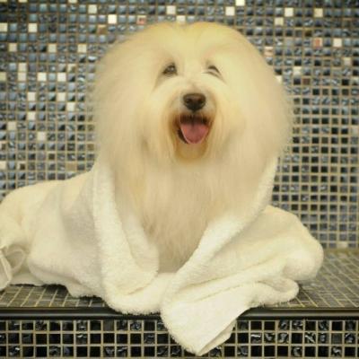 Oh my dog le spa canin le plus luxueux du monde exact780x585 l