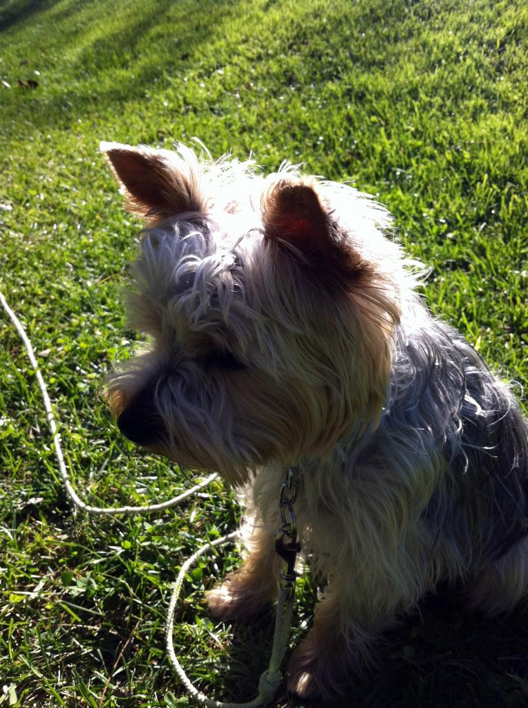 Yorkshire terrier