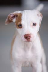 santevet-animal-rescue-un-film-avec-un-chiot-de-type-pitbull-canadeez-fotolia-com-s.jpg