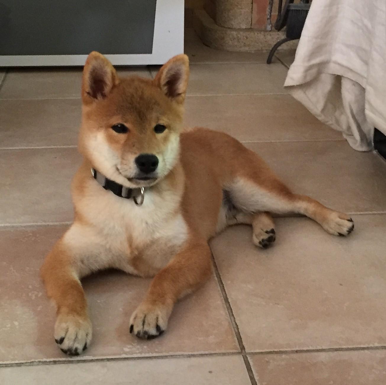 Shiba