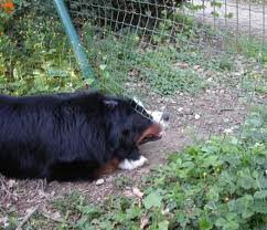 Mon chien fugue : Pourquoi et que faire pour remédier à ce problème