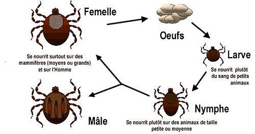 tiques9.jpg