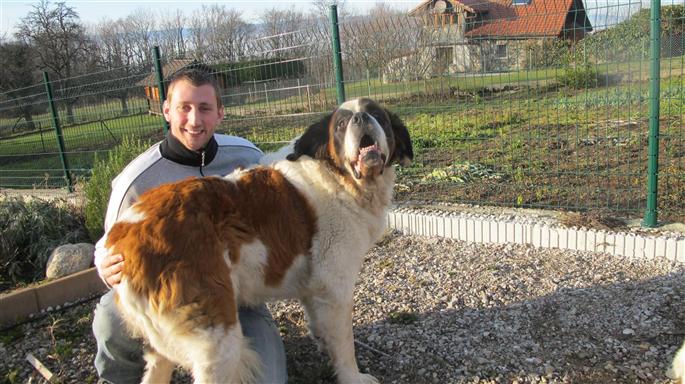 voltaire saint bernard